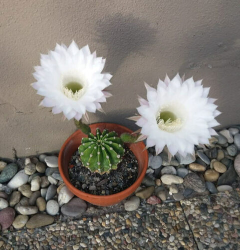 Zwei weiße Blüten der Königin der Nacht.