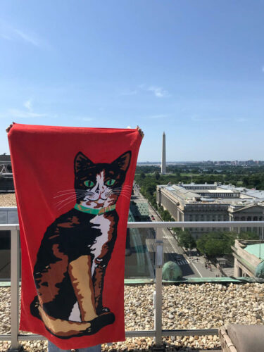 Ein rotes Handtuch mit einer getigerten Katze im Hintergrund Washington.