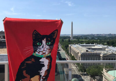 Ein rotes Handtuch mit einer getigerten Katze im Hintergrund Washington.