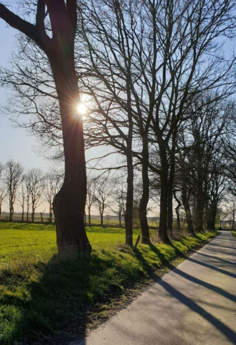 Eine Allee mit kahlen Bäumen, in der sich die Sonne spiegelt.