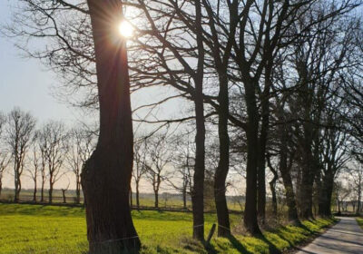 Eine Allee mit kahlen Bäumen, in der sich die Sonne spiegelt.