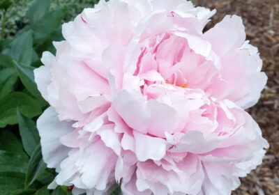 Rosa Rose